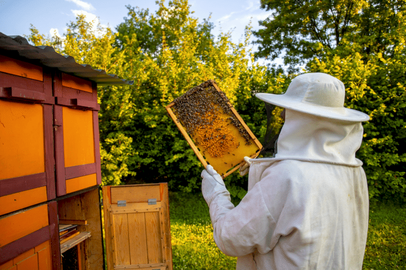 ARICILIK EĞİTİMİ KURSU